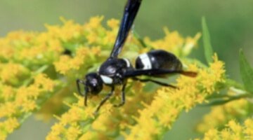 Bring Back the Bees